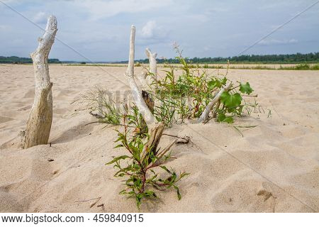 Pieces Of Tree Trunk Sticking Out Of Sand At A Bank Of The River Vistula (wisla), Poland
