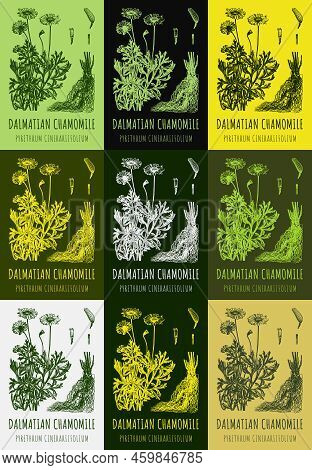 Set Of Hand Drawn Illustrations Of Dalmatian Chamomile Pyrethrum Cinerariifolium For Print, Logo, Em