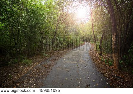 Beautiful Road In Tropical Forest Under The Sunlight Gives Feeling Of Shady And Peacefulness.
