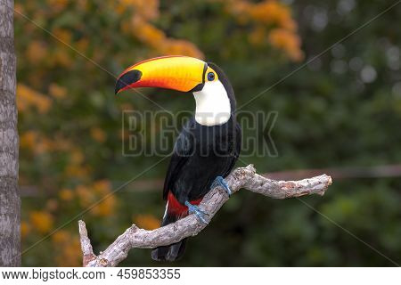 A Toco Toucan Perched On A Branch In The Pantanal, Matto Grosso Do Sul, Brazil.