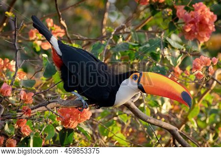 A Toco Toucan Perched On A Branch In The Pantanal, Matto Grosso Do Sul, Brazil.