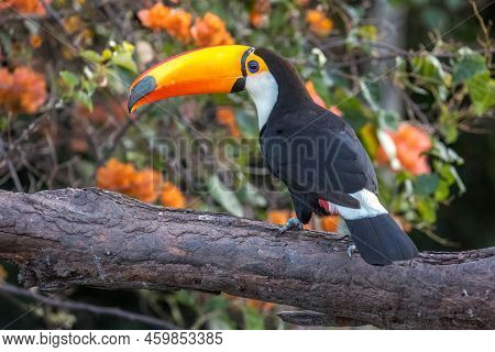 A Toco Toucan Perched On A Branch In The Pantanal, Matto Grosso Do Sul, Brazil.