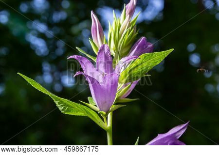Campanula Trachelium Blossoms On Dark Background. Summer Forest
