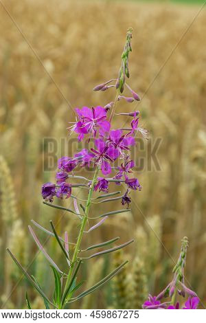 Ivan Chai, Chamaenerion Angustifolium, Fireweed, Great Willowherb, Rosebay Willowherb, Perennial Her