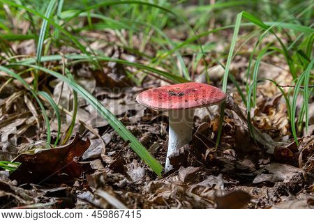 Russula Emetica, Commonly Known As The Sickener, Emetic Russula, Or Vomiting Russula, Is A Basidiomy