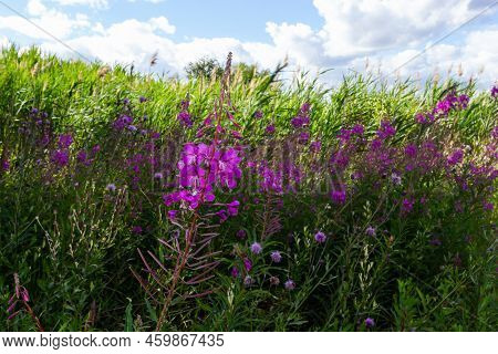 Closeup Of Pink Flower Of Rosebay Willowherb Chamaenerion Angustifolium On Light Green Background