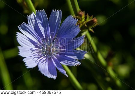 Blue Chicory Flowers, Close Up. Violet Cichorium Intybus Blossoms, Called As Sailor, Chicory, Coffee