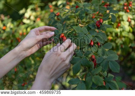 Two Hands Hold Rose Hips By The Bush