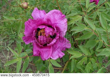 Fuchsia Colored Flower Of Tree Peony In May