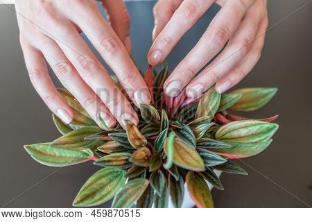 Taking Care Of A Peperomia Rosso Plant