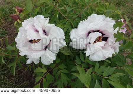 2 White And Purple Flowers Of Tree Peony In May