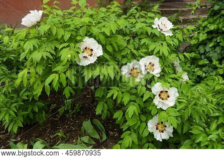 Bush Of Tree Peony With White Flowers In May