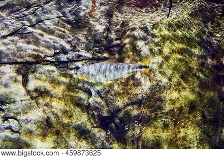 Salminus Brasiliensis Dorado, Golden Dorado, River Tiger Or Jawed Haracin - Large Predatory Freshwat