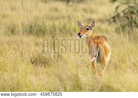 An Adult Female Ugandan Kob Antelope, Kobus Kob Thomasi, In Queen Elizabeth National Park, Ugandan. 