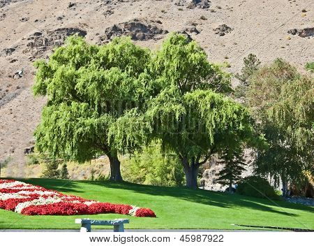 Weeping Willow Trees Against Desert Mountain