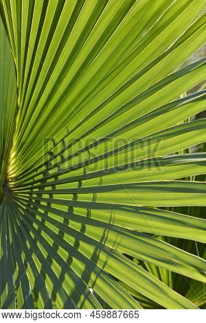 Sabal Palm Green Leaf Detail In The Spring