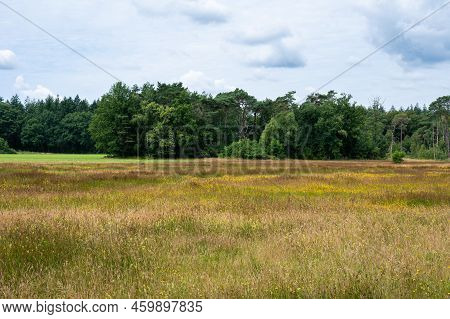 Woods And Heather Landscape In Summer Around Espe,  The Netherlands