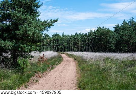 Walking Trail Through The Heather And Woods, Veluwe, Netherlands