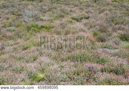 Close Up Of Half Dry Grass And Purple Flowers At The Heather Of The Veluwe, The Netherlands