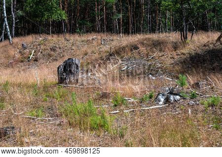 Heather And Woods Of The Veluwe Nature Reserve During Hot Dry Summer , The Netherlands