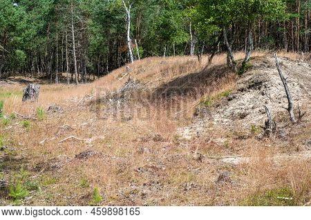 Heather And Woods Of The Veluwe Nature Reserve During Hot Dry Summer , The Netherlands