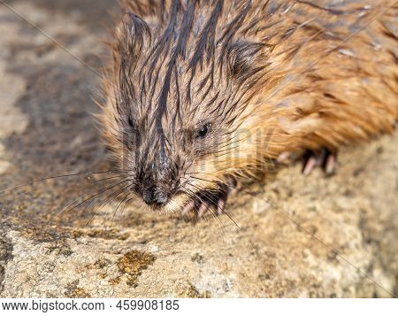 Portrait Of A Muskrat, Ondatra Zibethicus, Rodent Found In Wetlands. Muskrat, Ondatra Zibethicus, Wa