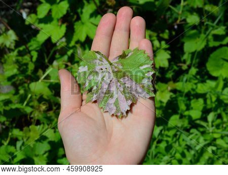 Farmer Show On His Hand Grapevine Infected By Mildew Grapevine Disease On The Underside Of The Leaf.