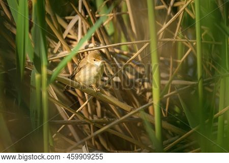 A Eurasian Reed Warbler Sitting In The Reed, Sunny Morning In Springtime