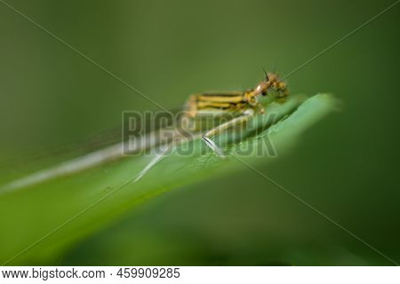 A Common Winter Damselfly (sympecma Fusca) Resting On A Leaf, Springtime, Vienna (austria)
