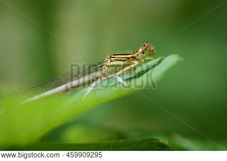 A Common Winter Damselfly (sympecma Fusca) Resting On A Leaf, Springtime, Vienna (austria)