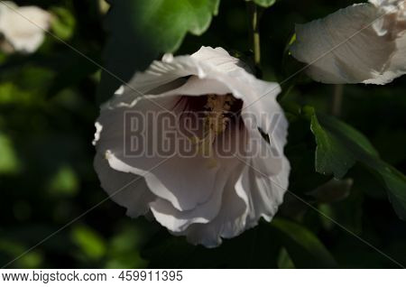 Hibiscus Rosa-sinensis, Known Colloquially As Chinese Hibiscus, China Rose, Hawaiian Hibiscus