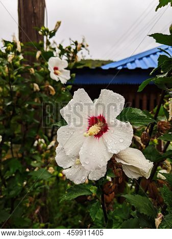 Hibiscus Rosa-sinensis, Known Colloquially As Chinese Hibiscus, China Rose, Hawaiian Hibiscus