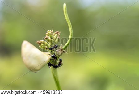Black Ants Carry Mealybugs And Release Them On The Tops Of Yardlong Bean.