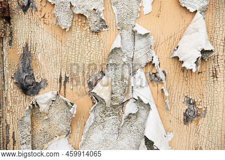 Wood Surface With Peeling White And Yellow Paint Texture Background. Chunks Of Paint Hang Downl.