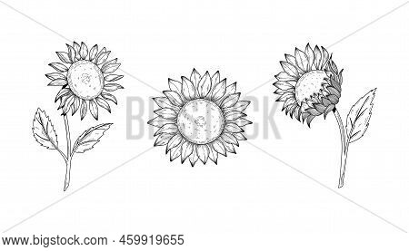 Sunflower Flower Vector Drawing Set. Hand Drawn Isolated Illustration Of Sunflower In Vintage Sketch