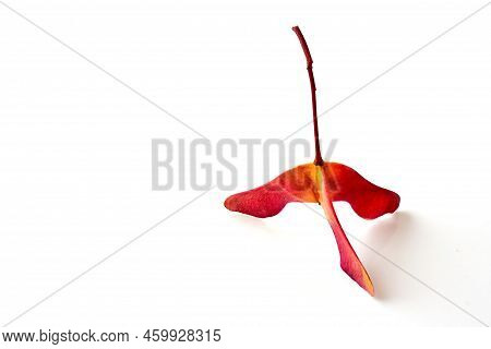 Amazing Three-lobed Red Yellow Maple Seed Pods In Bright Red Yellow On A White Background. Selective