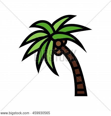 Palm Tree Coconut Color Icon Vector. Palm Tree Coconut Sign. Isolated Symbol Illustration