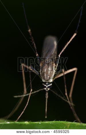 Macro de mosquito