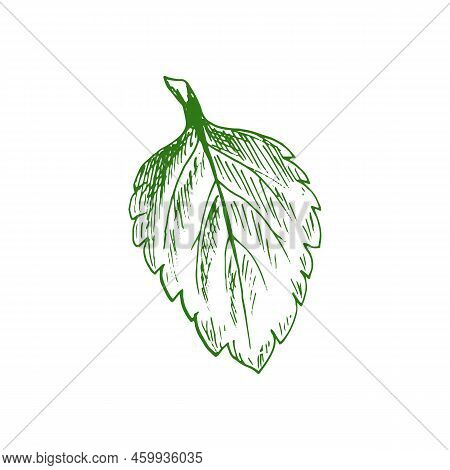 Elm Or Hornbeam Leaf Isolated Plant Sketch. Vector Carpinus Birch Leafage, Hand Drawn Ulmus