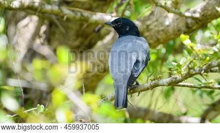 Black-headed Cuckooshrike Male Bird Perch On A Thorny Tree Branch And Looks Back.