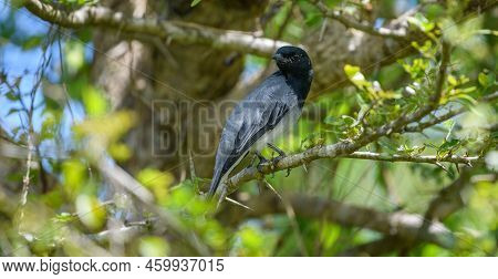 Black-headed Cuckooshrike (coracina Melanoptera) Male Bird Resting In The Shade Of A Thorny Shrub Tr