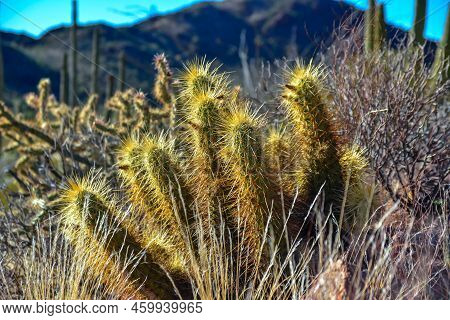 Nichol's Hedgehog Cactus, Golden Hedgehog Cactus (echinocereus Nicholii), Desert Landscape With Cact