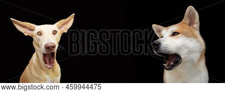 Banner Two Surprised And Screeming Dogs. Isolated On Black Background