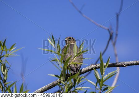 The Merlin (falco Columbarius), Juvenile Bird.  Is A Small Species Of Falcon. Natural Scene From Wis