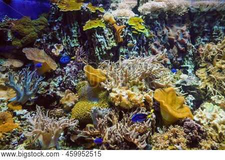 Underwater Bottom Landscape With Corals And Blue Surgeon Fishes. Big Finger Leather Coral And Cabbag
