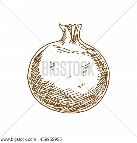Pomegranate Isolated Sketch Fruit. Vector Forbidden Fruit In The Garden Of Eden, Symbolizes Fruitful
