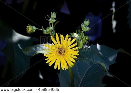 The Cup Plant (silphium Perfoliatum). Native To Eastern And Central North America. Cupplant Is One O