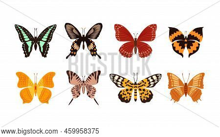 Collection Of Multicolored Butterflies.  Set Of Tropical Flying Insects With Colorful Wings. Vector 