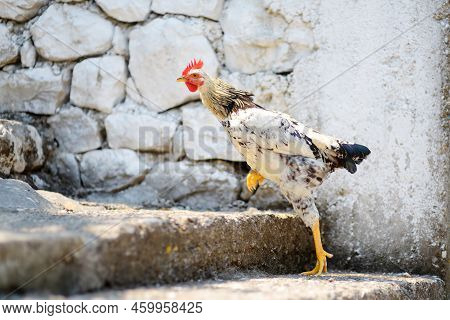 Funny Chiken On The Street Near Farm. Floor Cage Free Chickens Is Trend Of Modern Poultry Farming. S