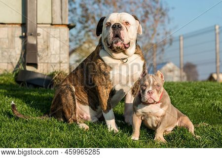 Brindle Coat American Bulldog Dog And American Bully Puppy Outside